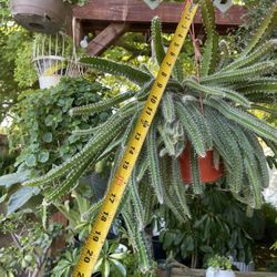 Huge dog tail cactus, exact plant/6” pot; 95820