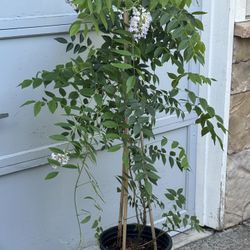 Blue Moon Wisteria Over 4ft Tall
