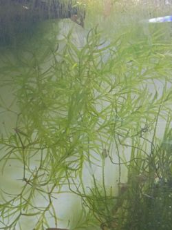 Aquarium plants ☘️🌵