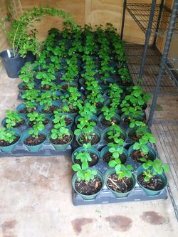 "Radiance" strawberry plants