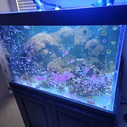 Salt  Water Fish  Tank