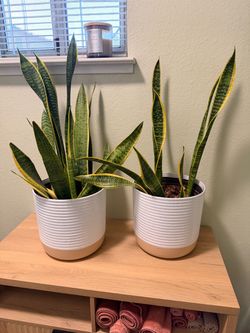 Snake Plants in White Ribbed Pots – Set of 2
