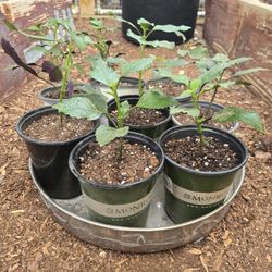 PLECTRANTHUS PLANTS $5 EACH