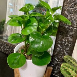 🍀 Peperomia’s known as friendship plants. In Brazil, it is viewed as an agent of Gud LUCK🍀 PLS READ DESCRIPTION 