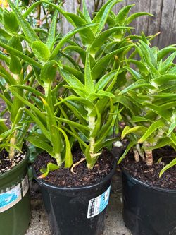 Candelabra Aloe Plants!