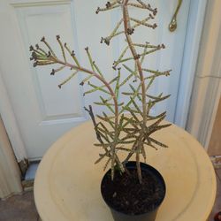 Potted Succulent