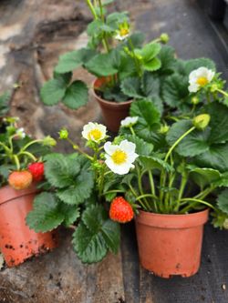 Strawberry plants 🍓 fresa planta