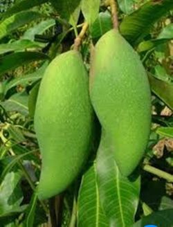 Munkunsi Mango Grafted Big Trunk