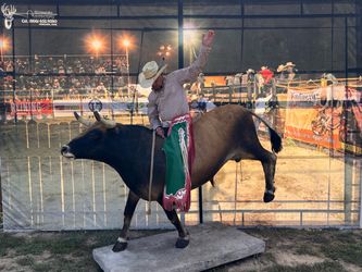 🐂 TAXIDERMY BULL – GREAT PHOTO PROP / WESTERN DECOR