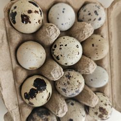 Quail Eggs 