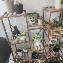 Plant Shelf With Pots And Plants  Everything Included! 