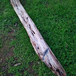 Driftwood For Aquariums Terrariums Decor Etc 