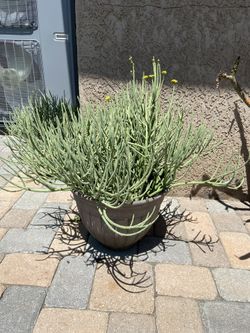 Pencil Milk Bush/Euphorbia Mauritanica