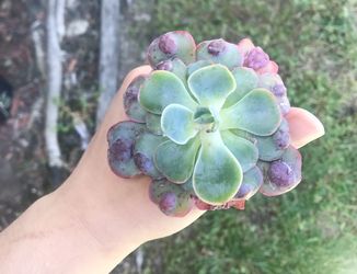 Rare succulent