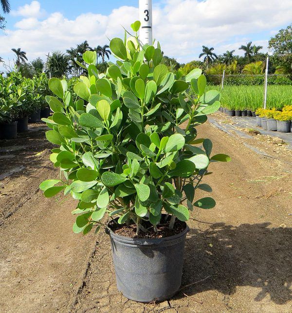 Clusia Plants