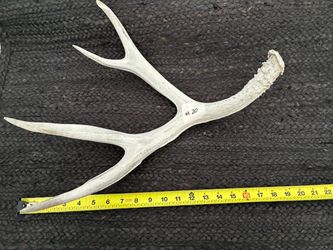 Natural Whitetail Deer Shed Antler