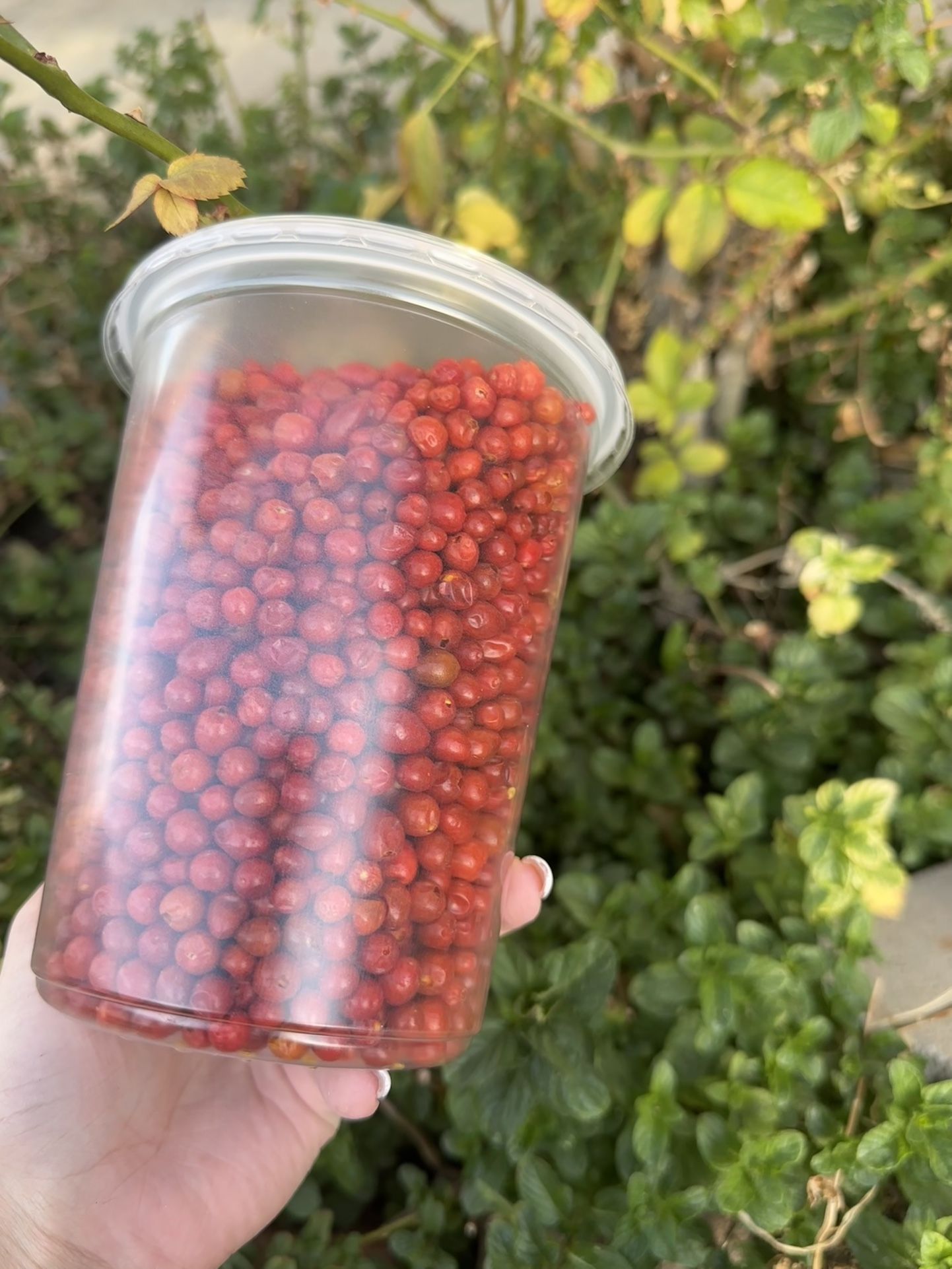 Chiltepin de siembra