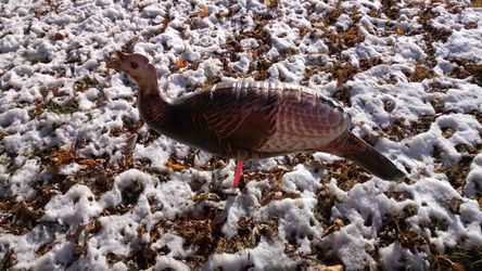 BRAND NEW - CHEROKEE SPORTS FEATHERLITES BLOW UP DECOY