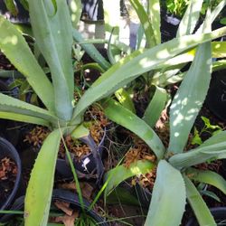 Agave Azul 2gallones 