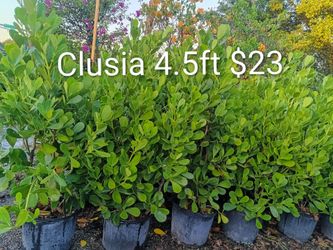 🪴🪴 Clusia 7gl overgrown 4-4.5ft $23