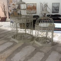 Bird Caged 