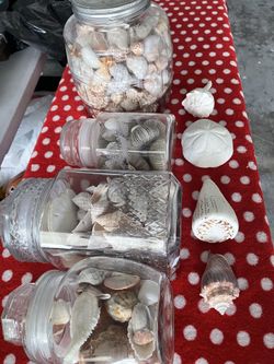 Beautiful sea shell collection