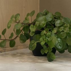 Swedish Ivy (OR BEST OFFER)
