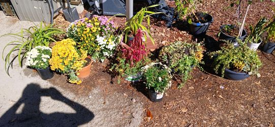 Plants and flowers(read description)