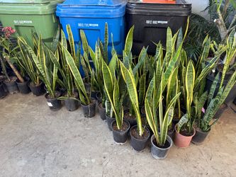 Snake plant