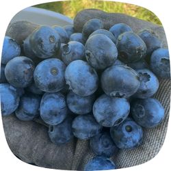 blueberry