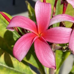 Rooted Pink Plumeria