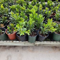 Japanese Blueberry Tree 1gallon 