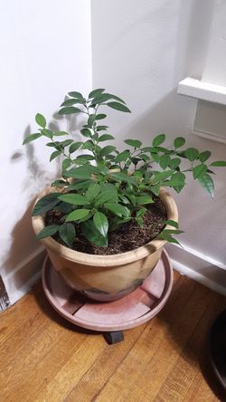 Indoor Lime tree in hand-glazed ceramic pot