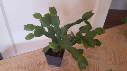 Thanksgiving Cactus