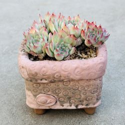 Succulents plants 🪴 