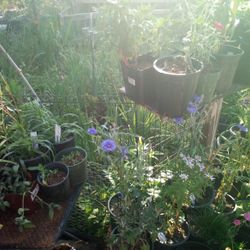 Huge Plant/ Flower Arrangements And more Sale