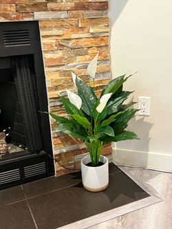House Plant w/ Planter - (Faux)