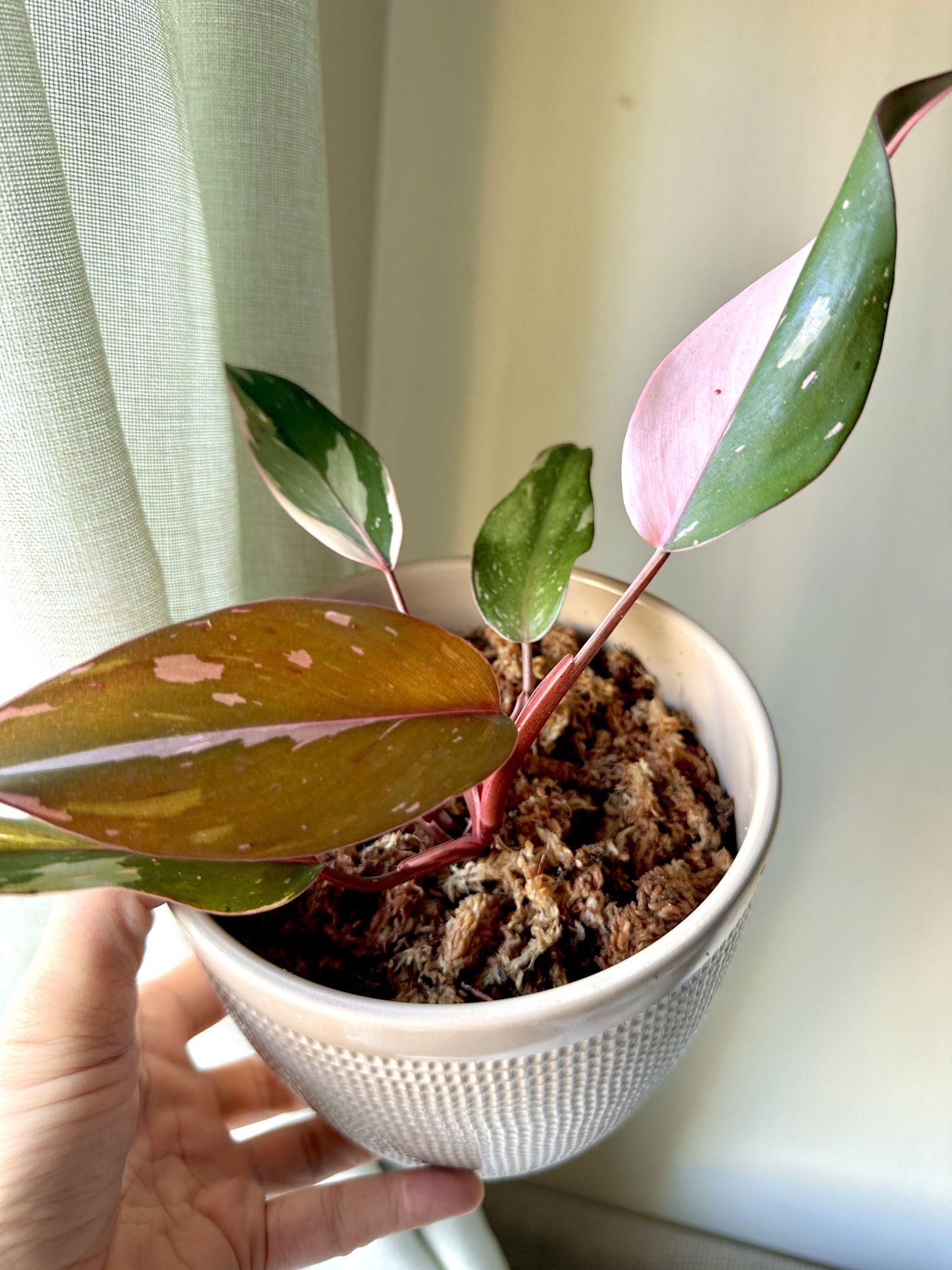 Pink Princess Philodendron Tropical Plant