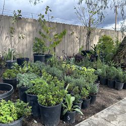 Plants for sale / Plantas en Venta