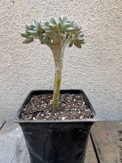 Crested mother of pearl succulent plant