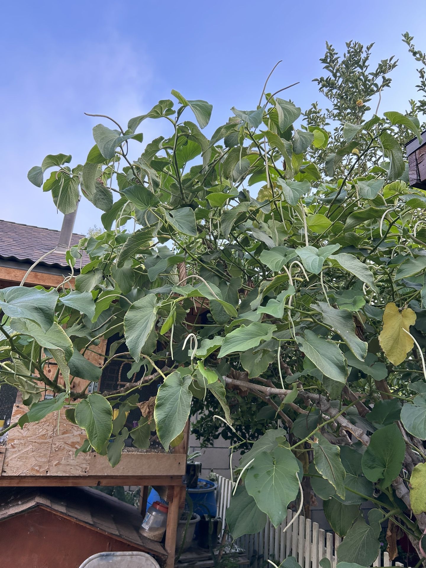 Hoja Santa