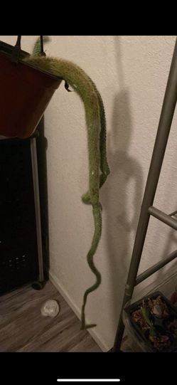 Monkey Tail Cactus