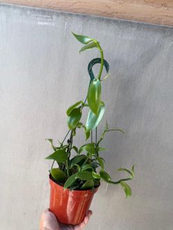 6” vanilla orchid