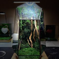 Driftwood Terrarium XL