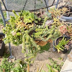 Patio Garden Succulents Hanging baskets