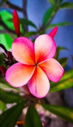 Pink Plumerias Beautiful Flowers 🌸🌿
