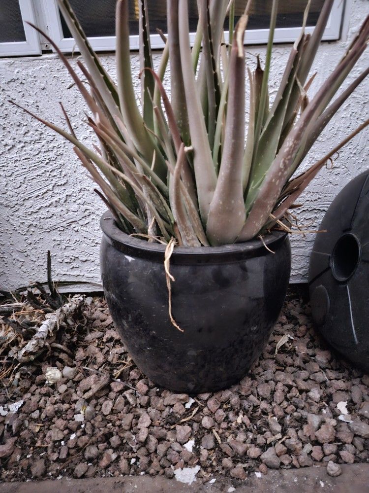 2 Pots for Plants
