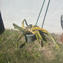 Free dragon fruit plant