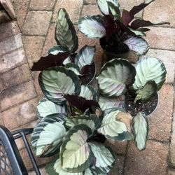 Calathea roseopicta, "Corona"