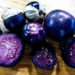 Rare Organic Purple Tomatillo Preorder Plants And Seeds! Perrennial Vareity! 2026 EARLY  RELEASE! 